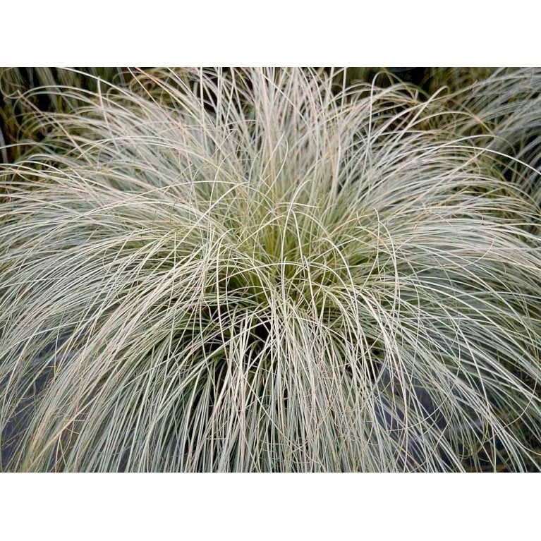 Star 'Frosted Curls' Carex Comans 'Frosted Curls' Potte 2 Liter. 3 Star 'Frosted Curls' Carex Comans 'Frosted Curls' Potte 2 Liter. - Billede 3