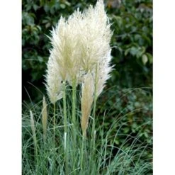 Pampasgræs Cortaderia Selloana 5 Liter Potte -Osmo Salgsbutik mi11123 cortaderia selloana e346