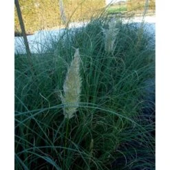 Lav Pampasgræs 'Pumila' Cortaderia Sellona 'Pumila' Potte 2 Liter. -Osmo Salgsbutik mi11127 cortaderia selloana pumila 5f25