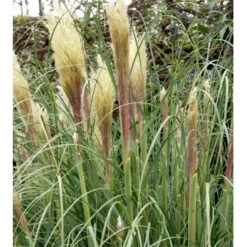 Lav Pampasgræs 'Pumila' Cortaderia Sellona 'Pumila' Potte 2 Liter. -Osmo Salgsbutik mi11127 cortaderia selloana pumila eb38