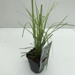 Pampasgræs 'Rosea' Cortaderia Selloana 'Rosea' Potte 2 Liter. 7 Pampasgræs 'Rosea' Cortaderia Selloana 'Rosea' Potte 2 Liter. -Osmo Salgsbutik mi11128 cortaderia selloana rosea a09a
