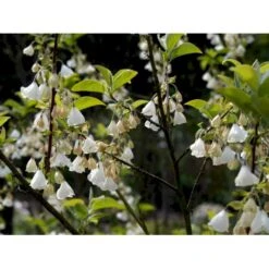 Halesia Carolina Sneklokketræ Med Klump,- 125-150 Cm. -Osmo Salgsbutik mi1131 halesia carolina 3cd6