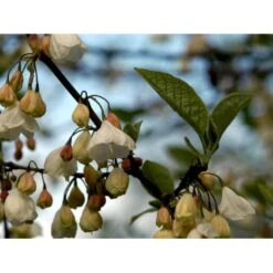 Halesia Carolina Sneklokketræ Med Klump,- 125-150 Cm. -Osmo Salgsbutik mi1131 halesia carolina ec5a