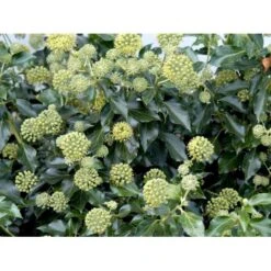 Busk-Vedbend 'Arborescens' Hedera Helix 'Arborescens' Potte 2,0 Liter,- 40-60 Cm. -Osmo Salgsbutik mi1133 hedera helix arborescens 2bd1