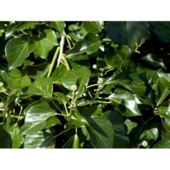 Busk-Vedbend 'Arborescens' Hedera Helix 'Arborescens' Potte 2,0 Liter,- 40-60 Cm. -Osmo Salgsbutik mi1133 hedera helix arborescens e49a