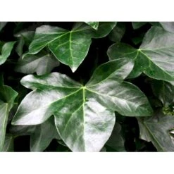 Storbladet Efeu 'Hestor' Hedera Hibernica 'Hestor' Potte 0,5 Liter 7 Storbladet Efeu 'Hestor' Hedera Hibernica 'Hestor' Potte 0,5 Liter -Osmo Salgsbutik mi1161 hedera hibernica hestor 0ce0