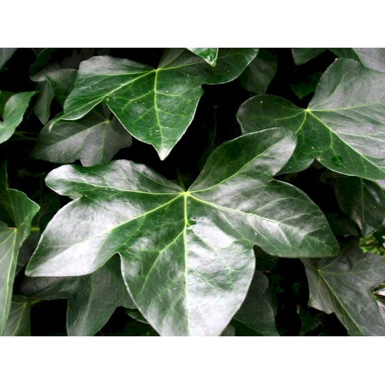 Storbladet Efeu 'Hestor' Hedera Hibernica 'Hestor' Potte 0,5 Liter 4 Storbladet Efeu 'Hestor' Hedera Hibernica 'Hestor' Potte 0,5 Liter - Billede 4