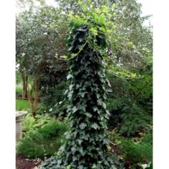 Storbladet Efeu 'Hestor' Hedera Hibernica 'Hestor' Potte 0,5 Liter 6 Storbladet Efeu 'Hestor' Hedera Hibernica 'Hestor' Potte 0,5 Liter -Osmo Salgsbutik mi1161 hedera hibernica hestor 4b25