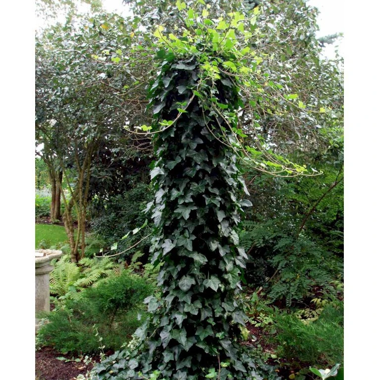 Storbladet Efeu 'Hestor' Hedera Hibernica 'Hestor' Potte 0,5 Liter 3 Storbladet Efeu 'Hestor' Hedera Hibernica 'Hestor' Potte 0,5 Liter - Billede 3