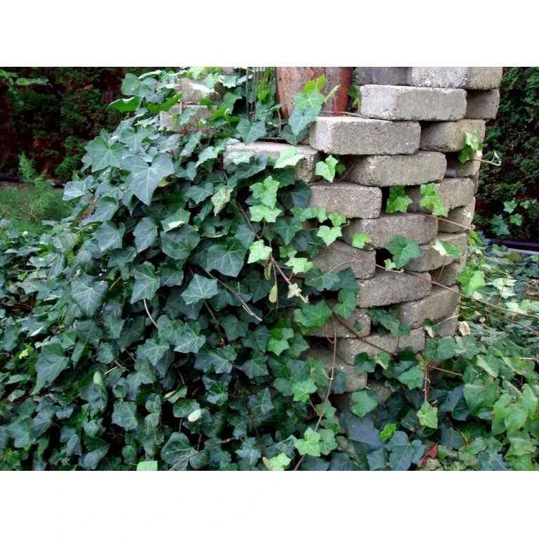 Storbladet Efeu 'Hestor' Hedera Hibernica 'Hestor' Potte 0,5 Liter 1 Storbladet Efeu 'Hestor' Hedera Hibernica 'Hestor' Potte 0,5 Liter