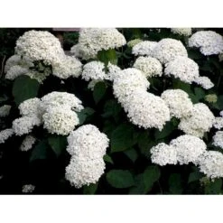 Træagtig Hortensia 'Annabelle' Hydrangea Arborescens 'Annabelle' Potte 2,0 Liter,- 30-40 Cm. 10 Træagtig Hortensia 'Annabelle' Hydrangea Arborescens 'Annabelle' Potte 2,0 Liter,- 30-40 Cm. -Osmo Salgsbutik mi1252 hydrangea arborescens annabelle 1be1