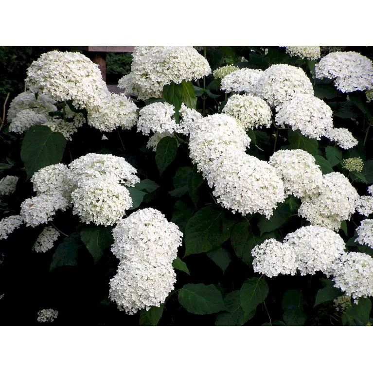 Træagtig Hortensia 'Annabelle' Hydrangea Arborescens 'Annabelle' Potte 2,0 Liter,- 30-40 Cm. 5 Træagtig Hortensia 'Annabelle' Hydrangea Arborescens 'Annabelle' Potte 2,0 Liter,- 30-40 Cm. - Billede 5