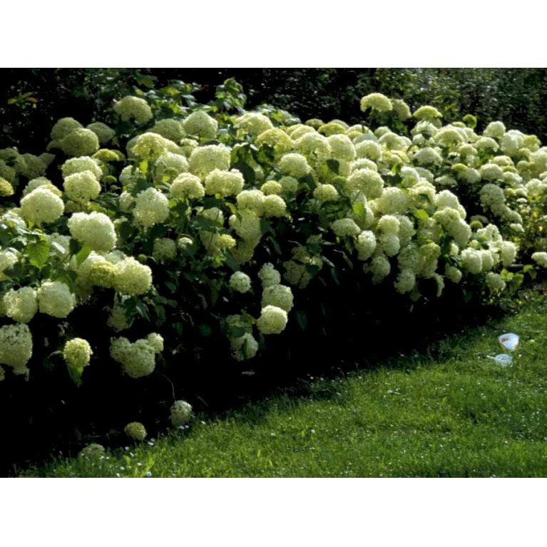 Træagtig Hortensia 'Annabelle' Hydrangea Arborescens 'Annabelle' Potte 2,0 Liter,- 30-40 Cm. 6 Træagtig Hortensia 'Annabelle' Hydrangea Arborescens 'Annabelle' Potte 2,0 Liter,- 30-40 Cm. - Billede 6