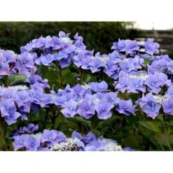 Forside -Osmo Salgsbutik mi1255 hydrangea macrophylla blaumeise 825a