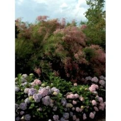 Hortensia 'Bouquet Rose' Hydrangea Macrophylla 'Bouquet Rose' 3,5 Liter Potte -Osmo Salgsbutik mi1258 hydrangea macrophylla bouquet rose e652