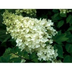 Fremhævede Produkter -Osmo Salgsbutik mi1259 hydrangea paniculata grandiflora c832