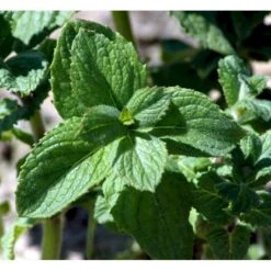 Æblemynte Mentha Suaveolens 'Apfelminze' 1 Liter Potte -Osmo Salgsbutik mi12723 mentha suaveolens apfelminze 54c2