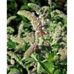 Æblemynte Mentha Suaveolens 'Apfelminze' 1 Liter Potte -Osmo Salgsbutik mi12723 mentha suaveolens apfelminze 6af9