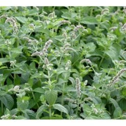 Æblemynte Mentha Suaveolens 'Apfelminze' 1 Liter Potte -Osmo Salgsbutik mi12723 mentha suaveolens apfelminze f9f1