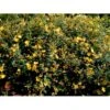 Perikon 'Hidcote' Hypericum Hookerianum 'Hidcote' 3,5 Liter Potte