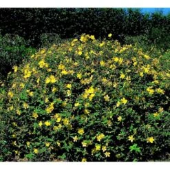 Perikon 'Hidcote' Hypericum Hookerianum 'Hidcote' 3,5 Liter Potte -Osmo Salgsbutik mi1272 hypericum hidcote 631b