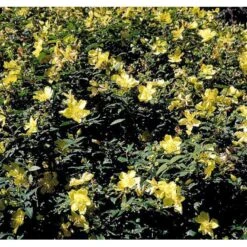 Perikon 'Hidcote' Hypericum Hookerianum 'Hidcote' 3,5 Liter Potte -Osmo Salgsbutik mi1272 hypericum hidcote 8b30