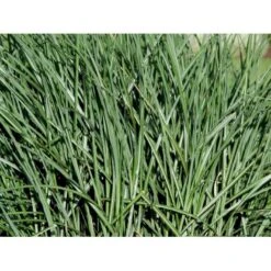 Elefantgræs 'Grosse Fontäne' Miscanthus Sinenensis 'Grosse Fontäne' 3,0 Liter Potte -Osmo Salgsbutik mi12746 miscanthus sinensis grosse fontaeine 3ec2