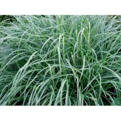 Kinesisk Græs Miscanthus Sinensis 'Hermann Müssel' 3,0 Liter Potte -Osmo Salgsbutik mi12747 miscanthus sinensis hermann muessel 61d3