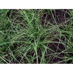 Dværg Zebragræs 'Little Zebra' Miscanthus Sinensis 'Little Zebra' Potte 2 Liter. -Osmo Salgsbutik mi12750 miscanthus sinensis little zebra 0687