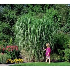 Stor Elefantgræs 'Giganteus' Miscanthus Sinensis 'Giganteus' Potte 2 Liter. -Osmo Salgsbutik mi12758 miscanthus floridus 62d8