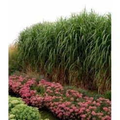 Stor Elefantgræs 'Giganteus' Miscanthus Sinensis 'Giganteus' Potte 2 Liter. -Osmo Salgsbutik mi12758 miscanthus floridus 6a84