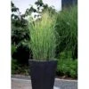 Staudehirse Panicum Virgatum 'Heavy Metal' 1 Liter Potte