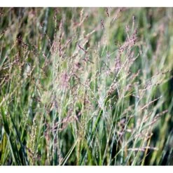 Staudehirse Panicum Virgatum 'Heavy Metal' 1 Liter Potte -Osmo Salgsbutik mi12967 panicum virgatum heavy metal 8d62