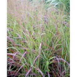 Staudehirse Panicum Virgatum 'Shenandoah' 1 Liter Potte