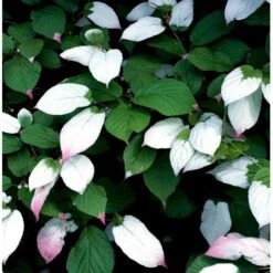 Kamæleonbusk Actinidia Kolomikta Opbundet Til Ca. 40 Cm., Med Potte 13 Kamæleonbusk Actinidia Kolomikta Opbundet Til Ca. 40 Cm., Med Potte -Osmo Salgsbutik mi130 actinidia kolomikta bc58