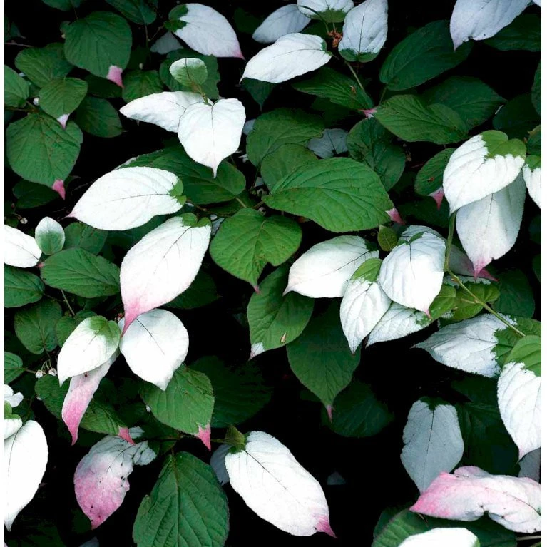 Kamæleonbusk Actinidia Kolomikta Opbundet Til Ca. 40 Cm., Med Potte 7 Kamæleonbusk Actinidia Kolomikta Opbundet Til Ca. 40 Cm., Med Potte - Billede 7