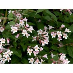 Dronningebusk 'Syvdal' Kolkwitzia Amabilis 'Syvdal' 5 Liter Potte 6 Dronningebusk 'Syvdal' Kolkwitzia Amabilis 'Syvdal' 5 Liter Potte -Osmo Salgsbutik mi1386 kolkwitzia amabilis syvdal 4579