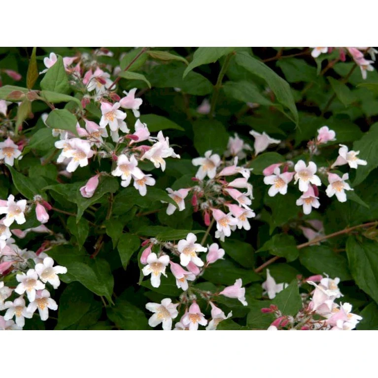 Dronningebusk 'Syvdal' Kolkwitzia Amabilis 'Syvdal' 5 Liter Potte 3 Dronningebusk 'Syvdal' Kolkwitzia Amabilis 'Syvdal' 5 Liter Potte - Billede 3