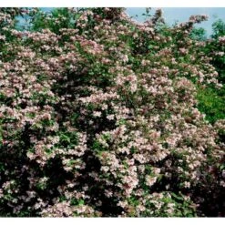 Dronningebusk 'Syvdal' Kolkwitzia Amabilis 'Syvdal' 5 Liter Potte 7 Dronningebusk 'Syvdal' Kolkwitzia Amabilis 'Syvdal' 5 Liter Potte -Osmo Salgsbutik mi1386 kolkwitzia amabilis syvdal e3ce