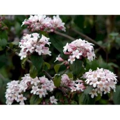 Dronningebusk 'Pink Cloud' Kolkwitzia Amabilis 'Pink Cloud' Potte 7,5 Liter 80-100 Cm. -Osmo Salgsbutik mi1389 kolkwitzia amabilis pink cloud f2be