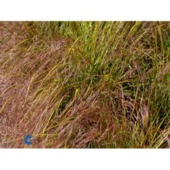 Sølvaksgræs Anemanthela Lessoniana (Stipa Arundinacea) 1 Liter Potte -Osmo Salgsbutik mi14098 stipa arundinacea 3db5