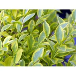 Gul Bredbladet Liguster Ligustrum Ovalifolium 'Aureum' Potte 12 Liter,- 100-125 Cm. -Osmo Salgsbutik mi1433 ligustrum ovalifolium aureum 8dbe