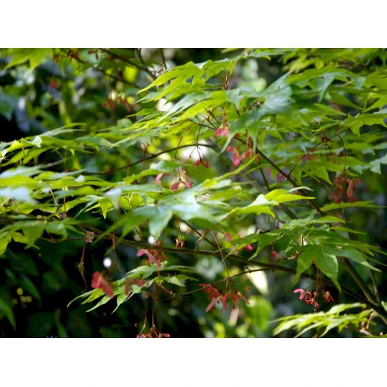 Japansk Løn Acer Palmatum 'Osakazuki' Potte 20 Liter,- 125-150 Cm. 1 Japansk Løn Acer Palmatum 'Osakazuki' Potte 20 Liter,- 125-150 Cm.