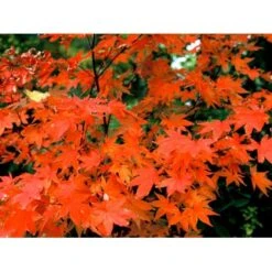 Japansk Løn Acer Palmatum 'Osakazuki' Potte 20 Liter,- 125-150 Cm. 16 Japansk Løn Acer Palmatum 'Osakazuki' Potte 20 Liter,- 125-150 Cm. -Osmo Salgsbutik mi14459 acer palmatum osakazuki 76f7