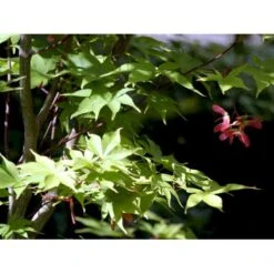 Japansk Løn Acer Palmatum 'Osakazuki' Potte 20 Liter,- 125-150 Cm. 13 Japansk Løn Acer Palmatum 'Osakazuki' Potte 20 Liter,- 125-150 Cm. -Osmo Salgsbutik mi14459 acer palmatum osakazuki 842e