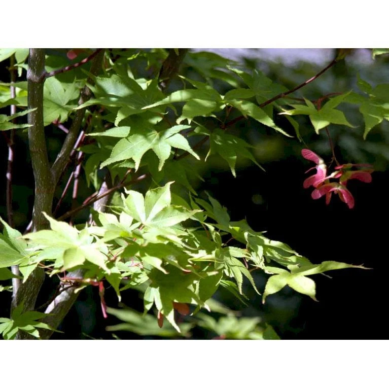 Japansk Løn Acer Palmatum 'Osakazuki' Potte 20 Liter,- 125-150 Cm. 5 Japansk Løn Acer Palmatum 'Osakazuki' Potte 20 Liter,- 125-150 Cm. - Billede 5