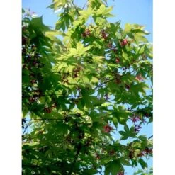 Japansk Løn Acer Palmatum 'Osakazuki' Potte 20 Liter,- 125-150 Cm. 17 Japansk Løn Acer Palmatum 'Osakazuki' Potte 20 Liter,- 125-150 Cm. -Osmo Salgsbutik mi14459 acer palmatum osakazuki 9a4e