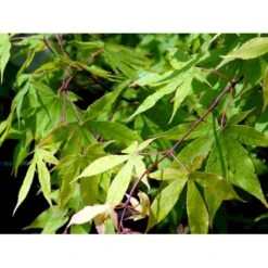 Japansk Løn Acer Palmatum 'Osakazuki' Potte 20 Liter,- 125-150 Cm. 15 Japansk Løn Acer Palmatum 'Osakazuki' Potte 20 Liter,- 125-150 Cm. -Osmo Salgsbutik mi14459 acer palmatum osakazuki df4a