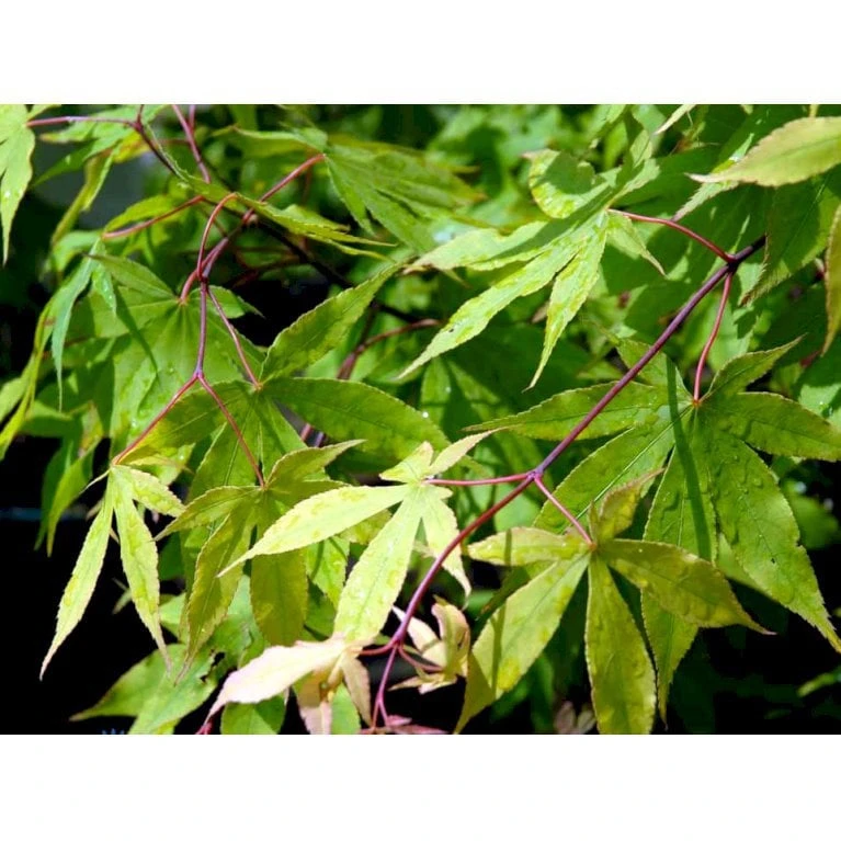 Japansk Løn Acer Palmatum 'Osakazuki' Potte 20 Liter,- 125-150 Cm. 7 Japansk Løn Acer Palmatum 'Osakazuki' Potte 20 Liter,- 125-150 Cm. - Billede 7