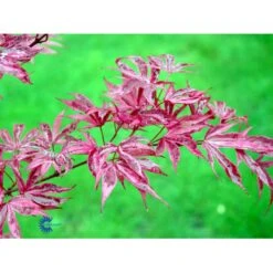 Japansk Løn Acer Palmatum 'Shirazz' Potte 10 Liter,- 60-80 Cm. -Osmo Salgsbutik mi14480 acer palmatum shirazz ec77